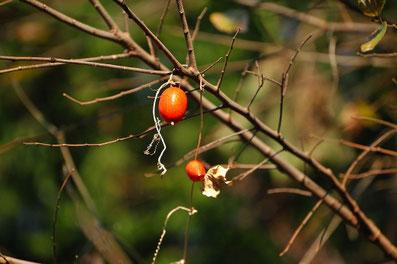 11-12月赤い赤い実 - ちむくい