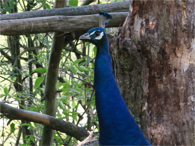 Hat den Angriff überstanden: Pfau Amadeus