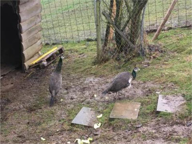 Zwei Neuzuzüglerinnen auf der Lama Farm