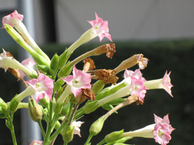 これがタバコの花です。