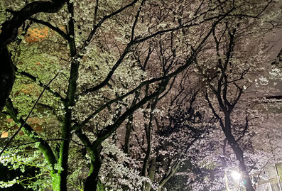            夜桜もキレイ！　　　　　　　　　　　