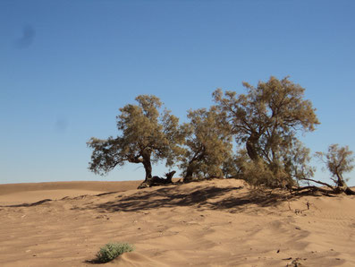 Tamerice nel deserto del marocco Sahara