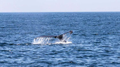 - Isla Chañaral / La Serena -