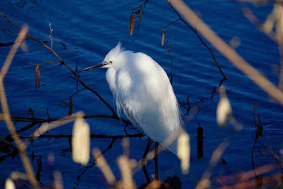 Seidenreiher am Aarestausee - Foto: M. Ebert