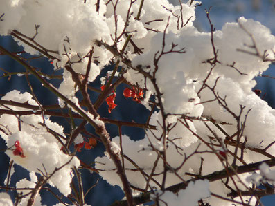 Winter Schnee Beeren Astwerk