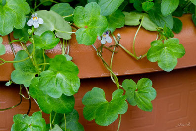 Mauer-Zimbelkraut Cymbalaria muralis  Naturgartenbalkon wildlife garden balcony native plants balcony through ivy-leaved toadflax Kenilworth ivy coliseum ivy Oxford ivy mother of thousands pennywort wandering sailor,