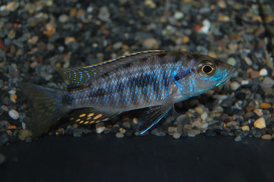 熱帯魚ネタ アフリカンシクリッド | ヤッスン！のブログ
