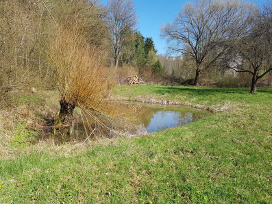 Zustand des Gewässers im Frühjahr 2023. Im Hintergrund ist das Holz einer am Ufer wachsenden, nun gefällten Weide zu sehen. Es dient als Polter als Sonnplatz für Reptilien und Insekten.