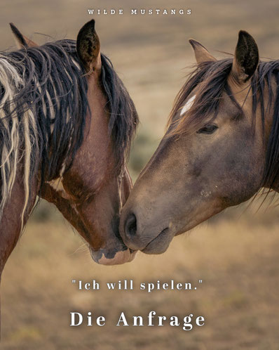 Wilde Mustanghengste Wyoming - der rechte Hengst stellt eine Frage zum Spielen, hierfür berührt er den anderen Hengst seitlich am Kopf. 