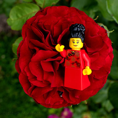 Legofigur liegt auf Rose, rot, grüner Hintergrund