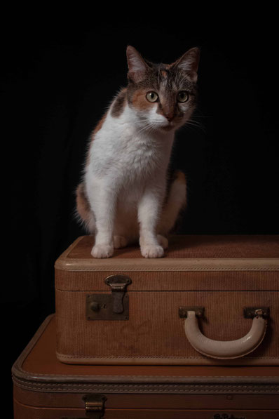 comment faire garder son chat pendant les vacances