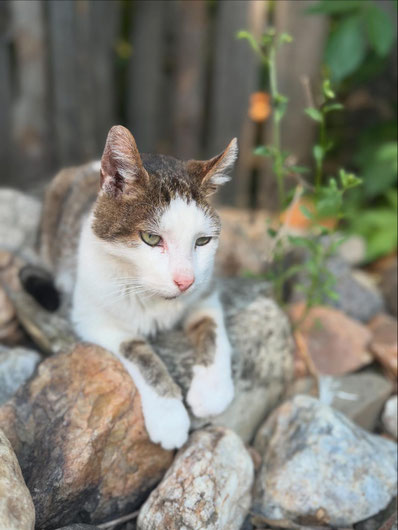 Tierpatenschaft für Timmy