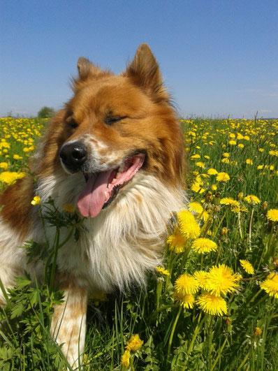 mein Anjuk-Bär genießt den Frühling