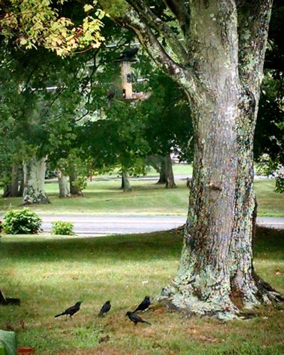 As I plan autumn designs, the view outside my window is of a crow sitting atop the bird feeder while others eat bird seed underneath.