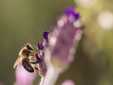 Starten Sie Ihr CSR Projekt - Bienenpatenschaft im Westerwald