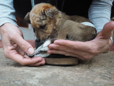 Eine Hand voll Hund