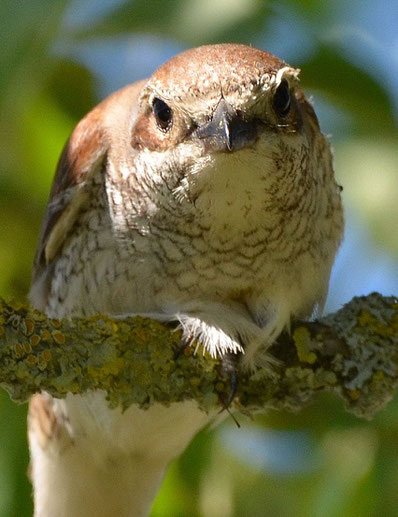 Red Backed Shrike