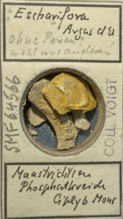 Senckenberg, Bryozoa, Bryozoen, Moostierchen, Sammlung Voigt