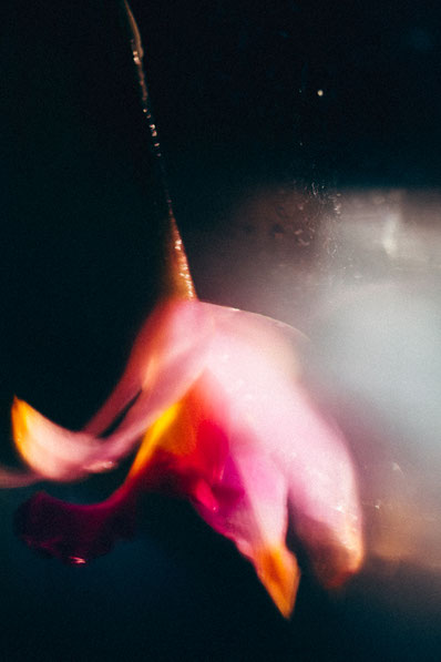 instagram (click above)