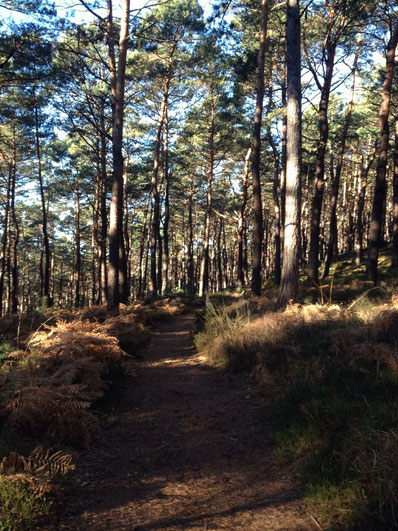 Weingut Deck. Maikammer. Pfalz: Wandern im Pfälzer Wald