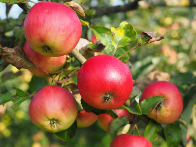 Äpfel am Baum