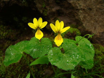 キバナノコマノツメ　(黄花の駒の爪)　スミレ科