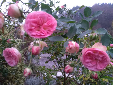 Rosen, ätherisches Rosenöl