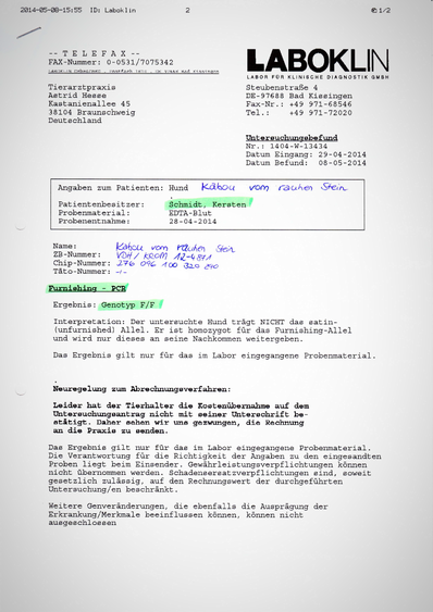 Kabous Laboklin-Testergebnis: Furnishing - Genotyp F/F (reinerbig rau)