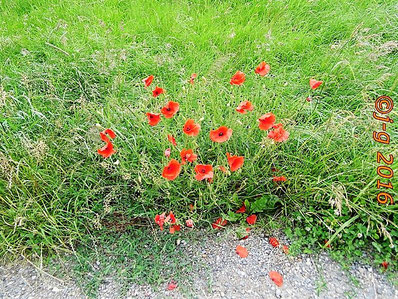 Der Klatschmohn, auch Mohnblume oder Klatschrose genannt