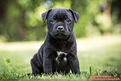 Cuccioli Staffordshire Bull Terrier Villamagna Dogs