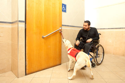 Ein blonder Labrador zieht an einem kurzen Seil um die Türe einer barrierefreien Toilette zu öffnen. Ein Mann sitze in einem Rollstuhl neben der Türe und motiviert den Hund zu ziehen.