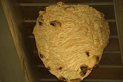 Nest der Asiatischen Hornisse an einem Dachüberstand. Nur ab und an hängen die Nester an Gebäuden in allen Höhen zwischen 3 und mindestens 23 Metern. 