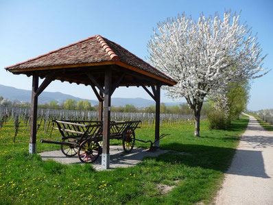 Nicht nur im Frühjahr zur Baumblüte zeigt sich der Kirrweiler Bibelpfad in seiner vollen Pracht.