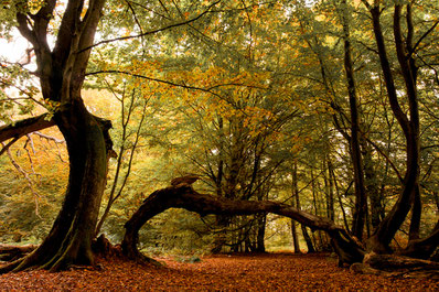 Urige Bäume im Urwald Sababurg / Reinhardswald Sven Kralemann