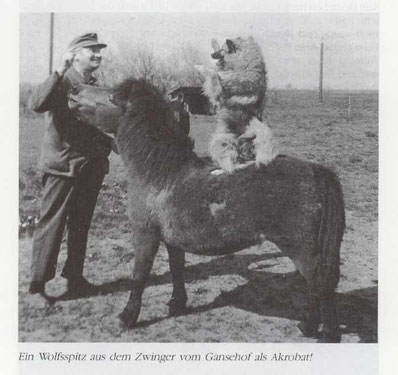 Wolfsspitz Akrobat vom Gänsehof