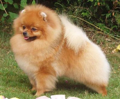 Toy Spitz Pomeranian difference not the same breed German