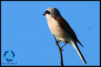 Red-backed shrike, Lanius collurio