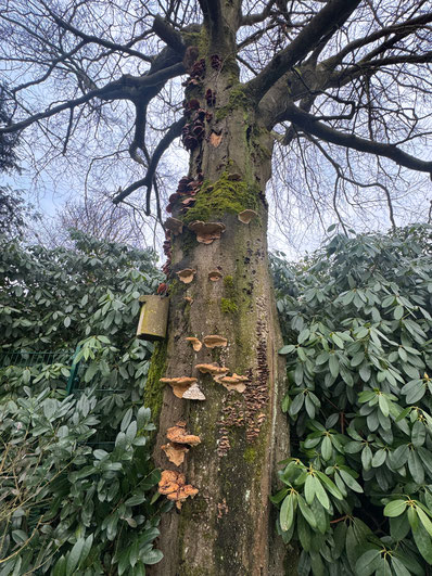 Baum Baumkontrolle Baumschaden Baumpilz Baumgutachten