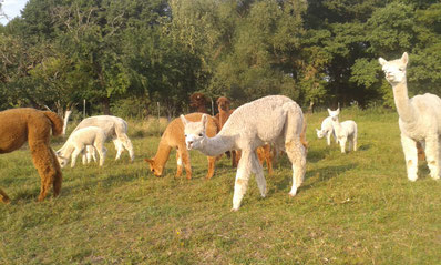 der Alpakablick in die Zukunft
