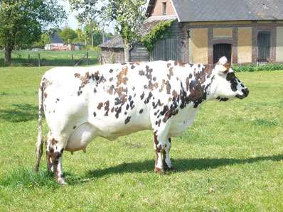 Vache de race normande à l'herbe