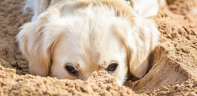 Un chien golden blanc le nez dans le sable par coach canin educateur canin dressage chien angoulême