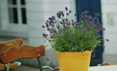 Lavendel im Topf, Garten, Duftkraut, Würzkraut, Lavendelöl, Badesalz