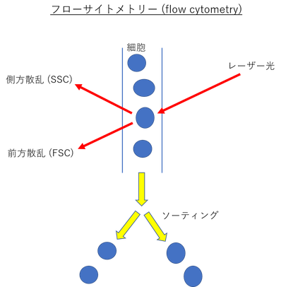 フローサイトメトリー (flow cytometry)の図