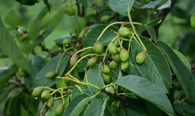Feuilles du myrobolan.