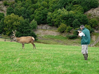 Anesthésie d'un cerf avant la coupe de ses bois