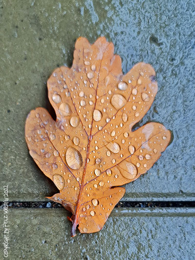 Titel: Im Regen, Größen: 15 x 20 cm, fineART, Blatt, Asphalt, Regentropfen, Herbst, November, Regen, © by Pelz Kreativ 2022, Fotografie,