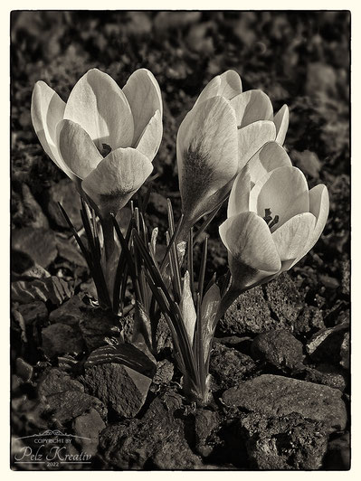 Krokusse, Frühlingsblumen, SW-Fotografie, fineART, © by Pelz Kreativ 2022, Pflanzen, Blumen, Krokus, Natur,