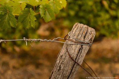 atelier-palissage-vignes-vigneron-vignoble-Vouvray-Touraine-Vallee-Loire-Rendez-Vous-dans-les-Vignes