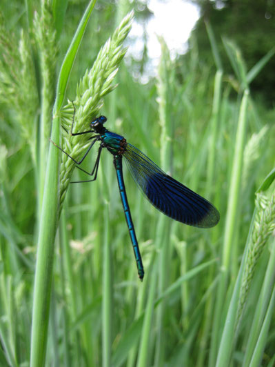 Weidebeekjuffer (Capoteryx splendens)