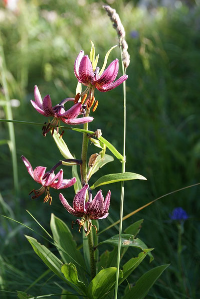 Eine Lilie blüht am Wegesrand
